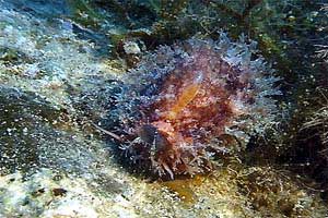 Ciprea  mediterranea (Erosaria spurca)