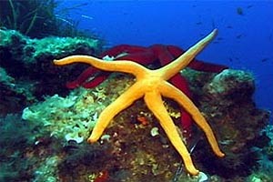 Stella arancio (Hacelia attenuata)