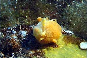 Spugna (Tethya citrina)