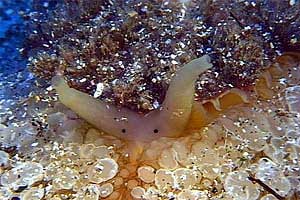 Lumaca ad ombrello (Umbraculum umbraculum)