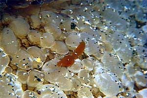 Lumaca ad ombrello (Umbraculum umbraculum)