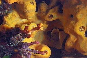 Spugna (Aplysina cavernicola)