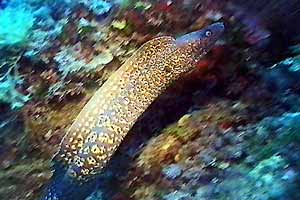 Murena (Muraena helena)