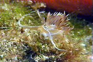 Flabellina dalla linea bianca (Flabellina lineata)