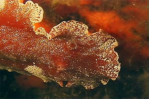 Doride argo (Platydoris argo)