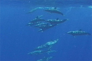 Tursiope (Tursiops truncatus)