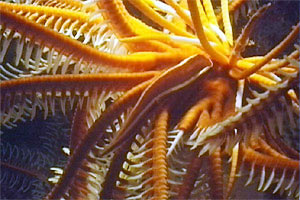 Pesce ventosa dei crinoidi (Discotrema crinophila)