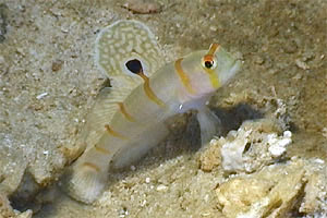 Ghiozzo (Amblyeleotris randalli)