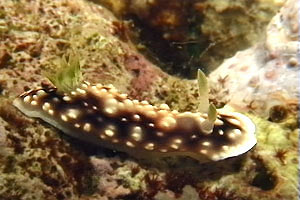 Chromodoris geometrica (Chromodoris geometrica)