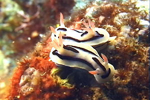 Chromodoris willani (Chromodoris willani)