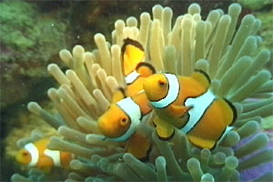 Pesce pagliaccio occidentale (Amphiprion ocellaris)