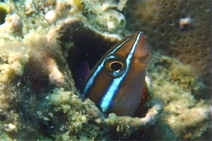 Blennide dai denti a sciabola (Plagiotremus rhinorhynchus)