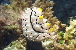 Fillidia elegante (Phyllidia elegans)