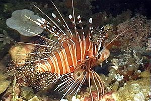 Pesce cobra ocellato (Pterois antennata)