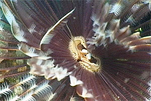 Serpulide (n.d. n.d.)