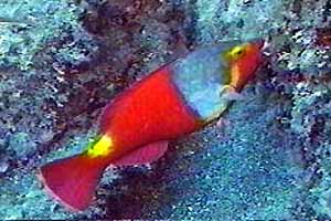 Pesce pappagallo (Sparisoma cretense)