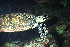 Tartaruga (Eretmochelys imbricata)