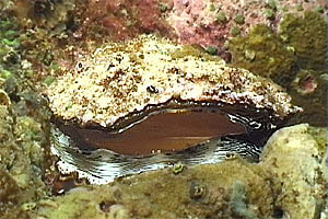 Bivalve (Spondylus squamosus)