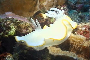 Ardeadoris (Ardeadoris egretta)