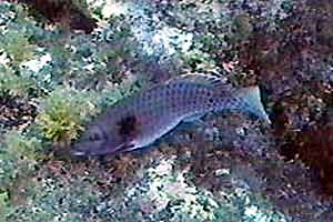 Pesce pappagallo (Sparisoma cretense)