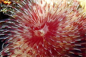 Serpulide (n.d. n.d.)