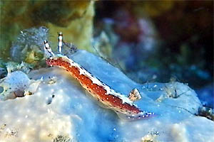 Nudibranchio (Hypselodoris maculosa)