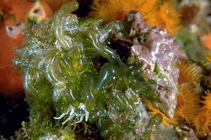 Alga otre (Valonia utricularis)