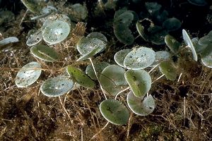 Ombrellino di mare (Acetabularia acetabulum)