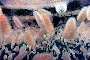 Tunicati planctonici (Pyrosoma atlanticum)