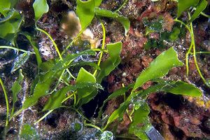 Caulerpa (Caulerpa prolifera)