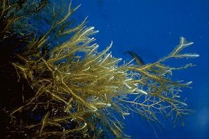 Alga odorosa (Dictyopteris polypodioides)