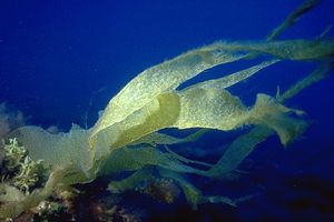 Laminaria (Laminaria rodriguezii)