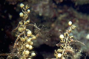 Sargasso (Sargassum vulgare)