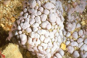 Alga calcarea (Lithophyllum racemus)