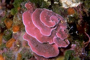 Alga calcarea (Lithophyllum stictaeforme)