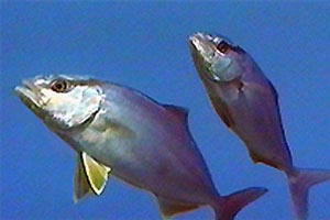 Ricciola (Seriola dumerilii)