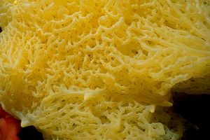 Spugna gialla (Clathrina clathrus)