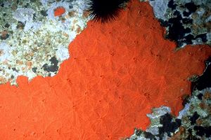 Spugna rossa (Spirastrella cunctatrix)