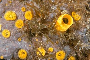 Spugna perforante (Cliona celata)