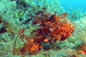 Scorfano rosso (Scorpaena scrofa)