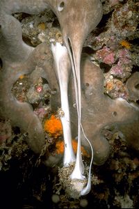 Spugna patata (Chondrosia reniformis)