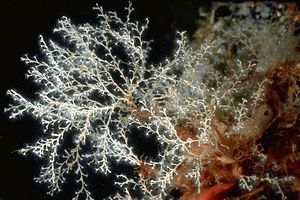 Sertularella (Sertularella crassicaulis)