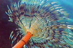 Spirografo (Sabella spallanzanii)