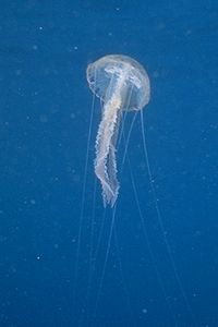 Medusa luminosa (Pelagia noctiluca)