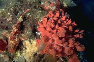 Spugna  rossa (Crambe crambe)