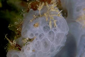 Spugna incrostante blu (Phorbas tenacior)