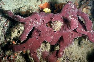 Spugna (Petrosia ficiformis)