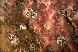 Spugna (Petrosia ficiformis)