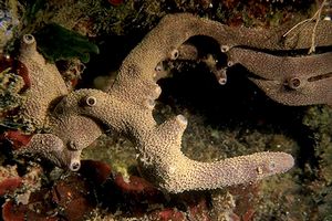 Spugna (Iricinia variabilis)