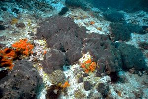 Spugna (Spongia officinalis)